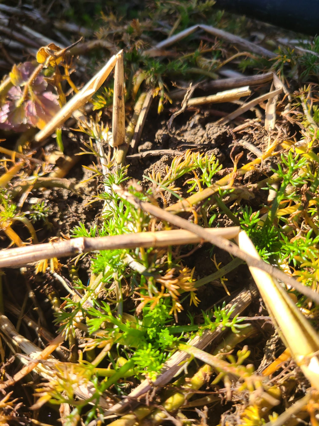 Programme télégram (R)éveiller sa vitalité au rythme du printemps. 21 jours pour comprendre, soutenir et chouchouter son corps avec les plantes