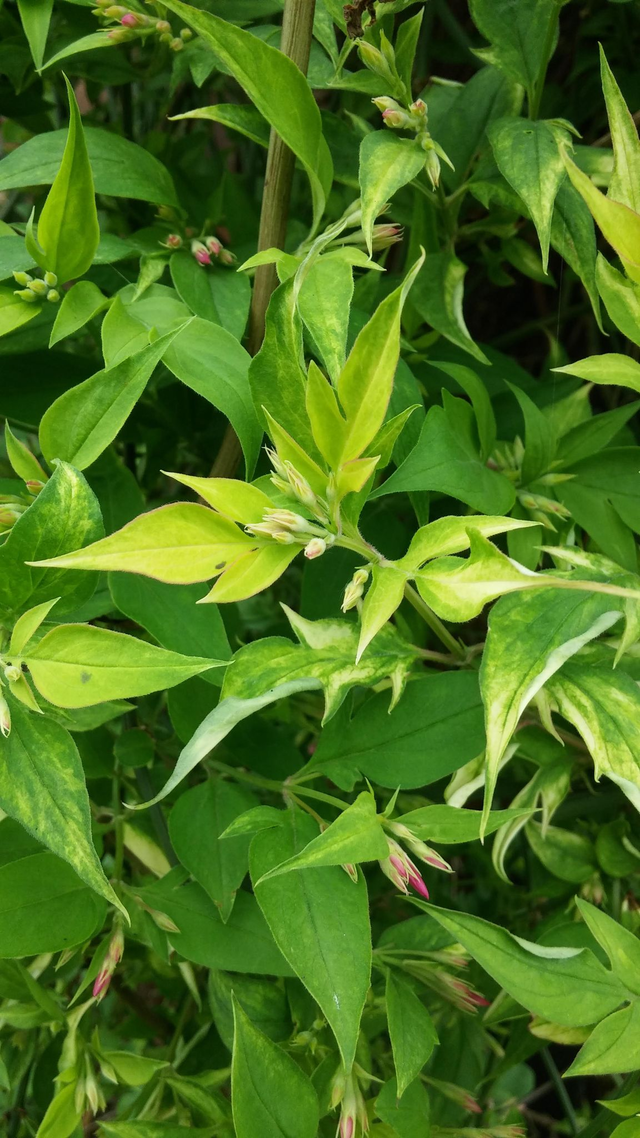 Jasminum Stephanese - 1ltr pot