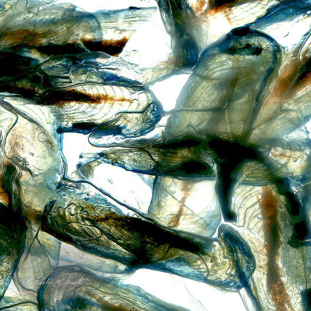 BLUE VELELLE Plancton Bleu 