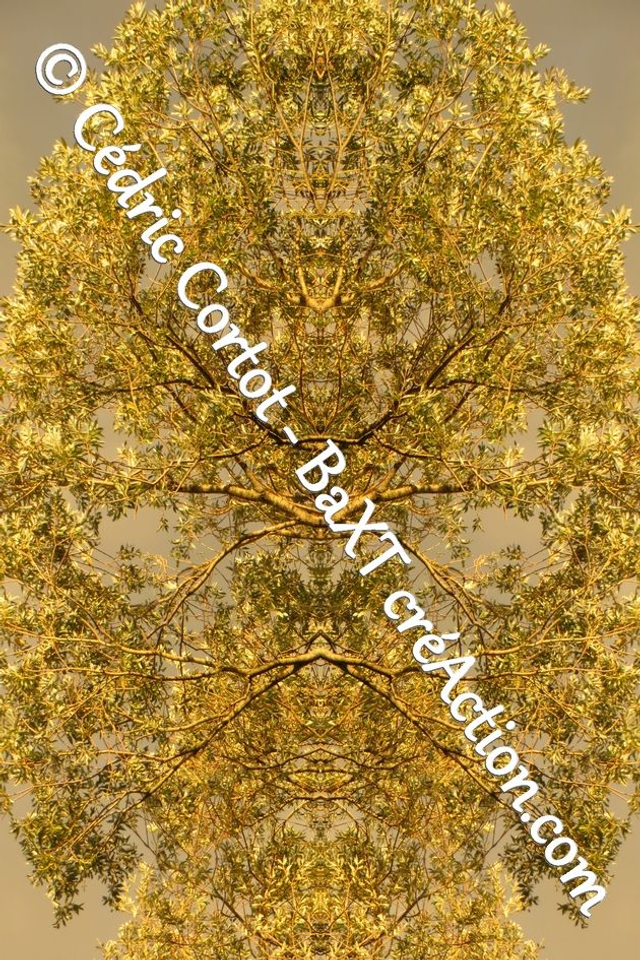 Impression sur alu dibond - Entre réel et irréel (ref 1479 R)