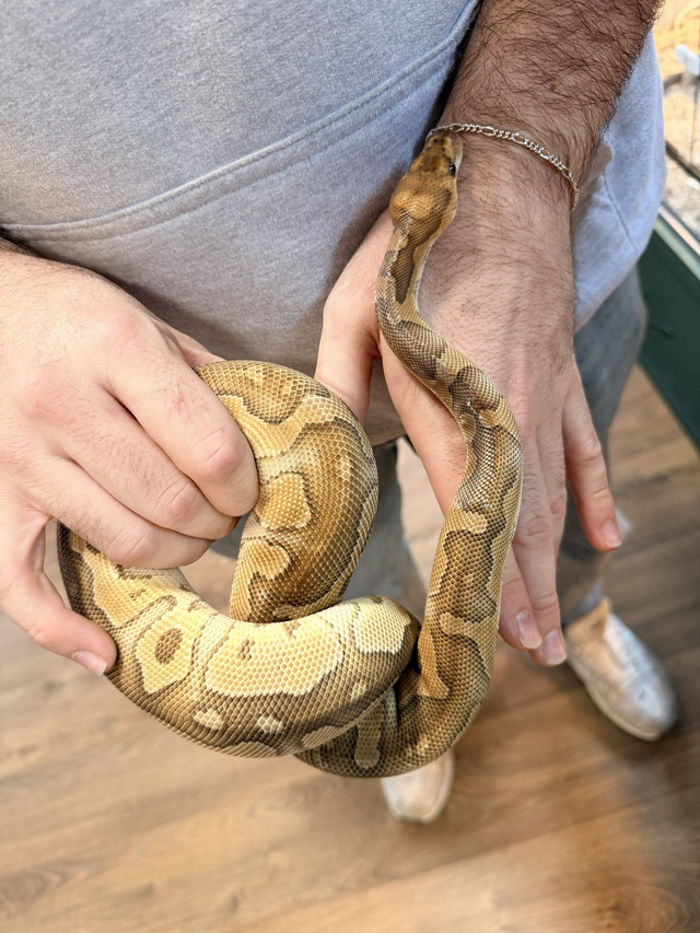 CB25 Mojave Clown Female