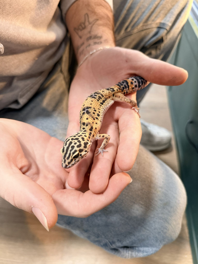 CB26 Leopard Gecko Female - Cipher and Marble Eye