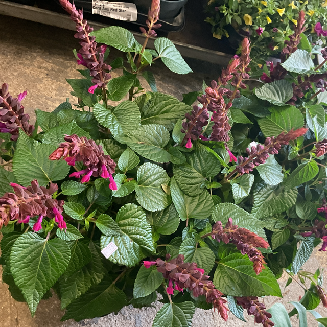 Salvia