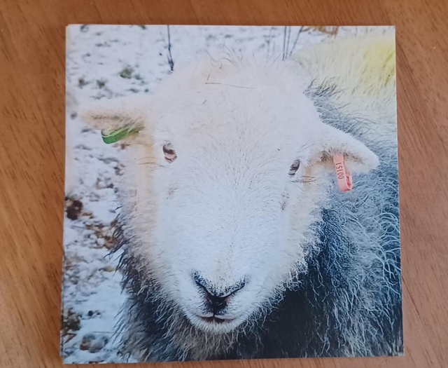 Dot the Herdwick
