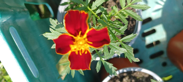 Marigold