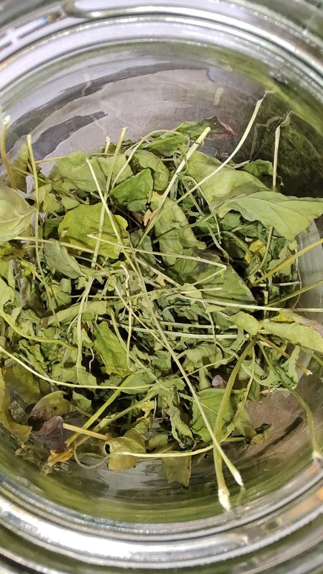 Barbarakruid / winterkers