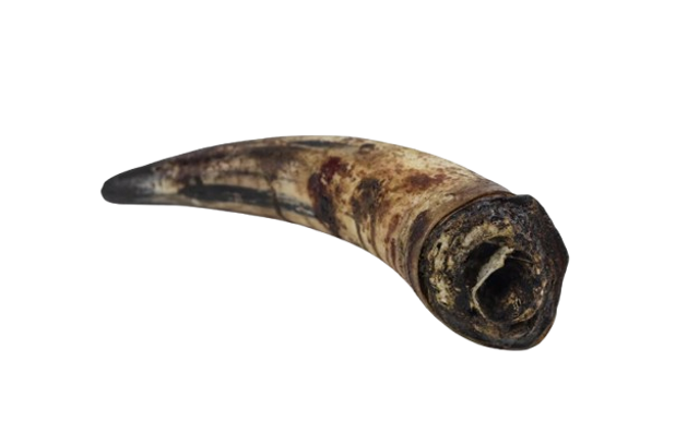 Corne de bœuf pleine