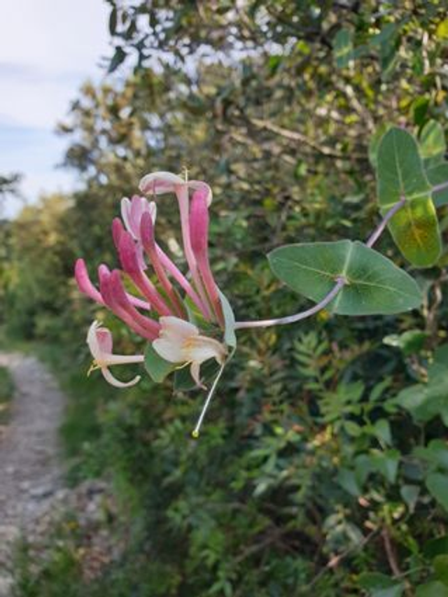 Chèvrefeuille Entrelacé (Lonicera implexa)