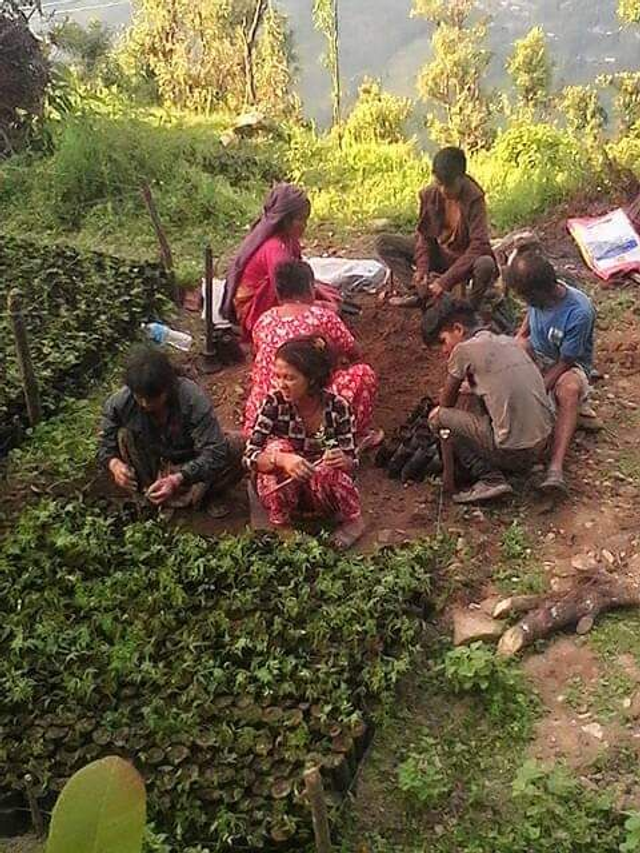 START A TREE NURSERY
