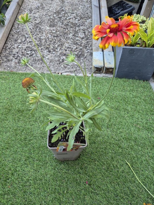 Gaillarde Royale pot 2L
