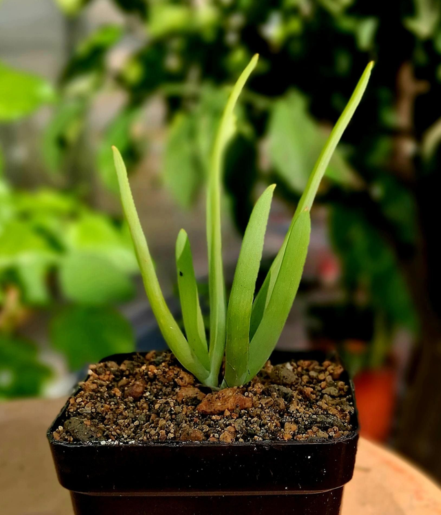 D169 . Aloe Plicatili