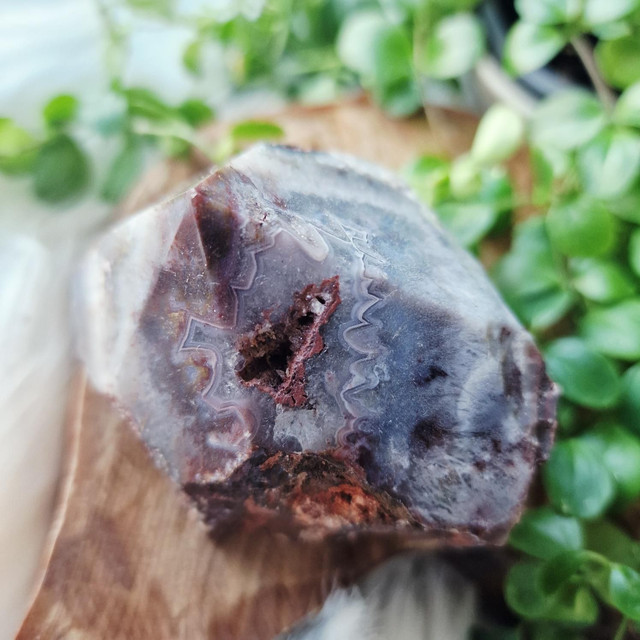 Mexican crazy lace energy point 