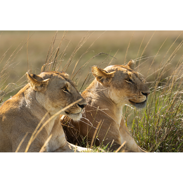 Lionnes - réserve Masaï Mara - Kenya - Réf: K-1319