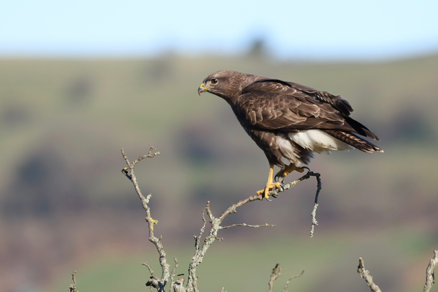 "Stunning Buzzard" Print    