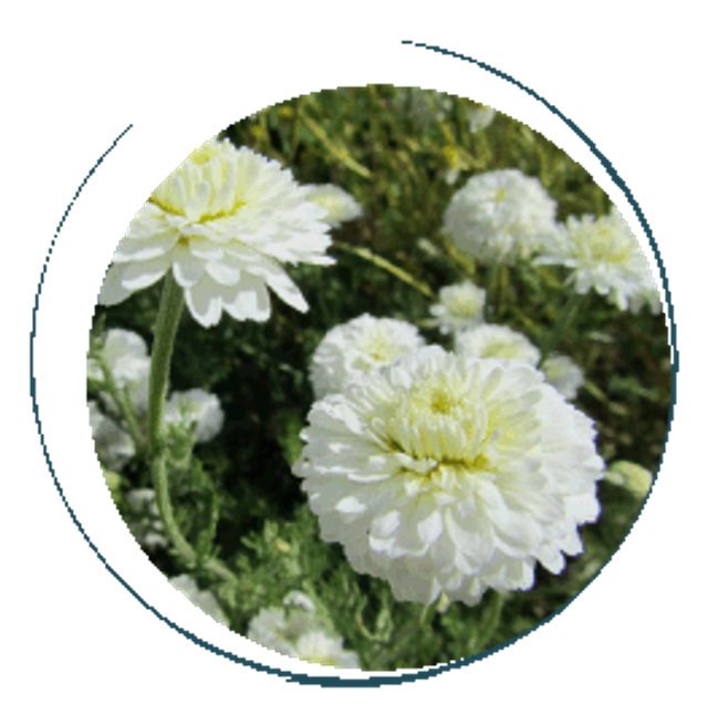 Macération solaire de Camomille