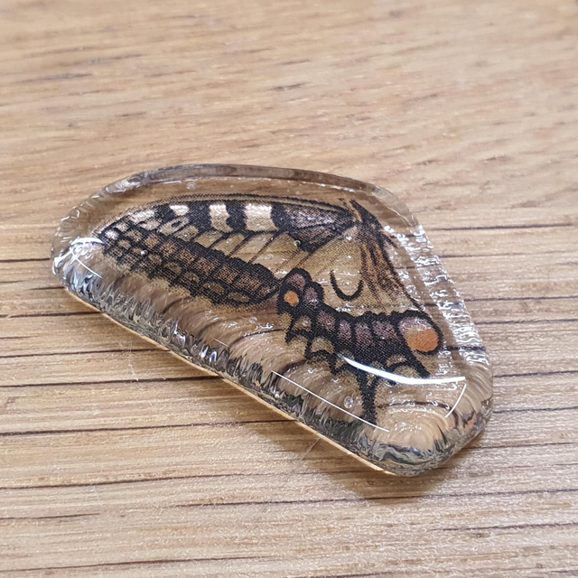 Swallowtail butterfly glass badge