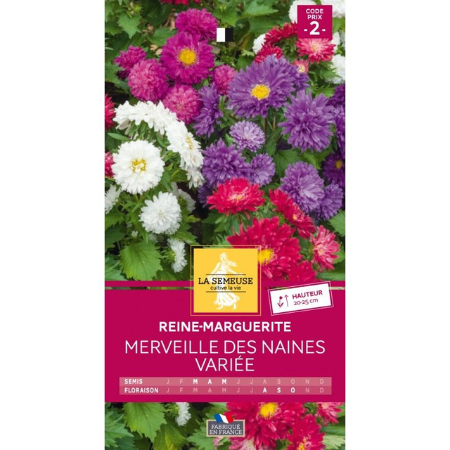 REINE MARGUERITE MERVEILLE DES NAINES VARIEE