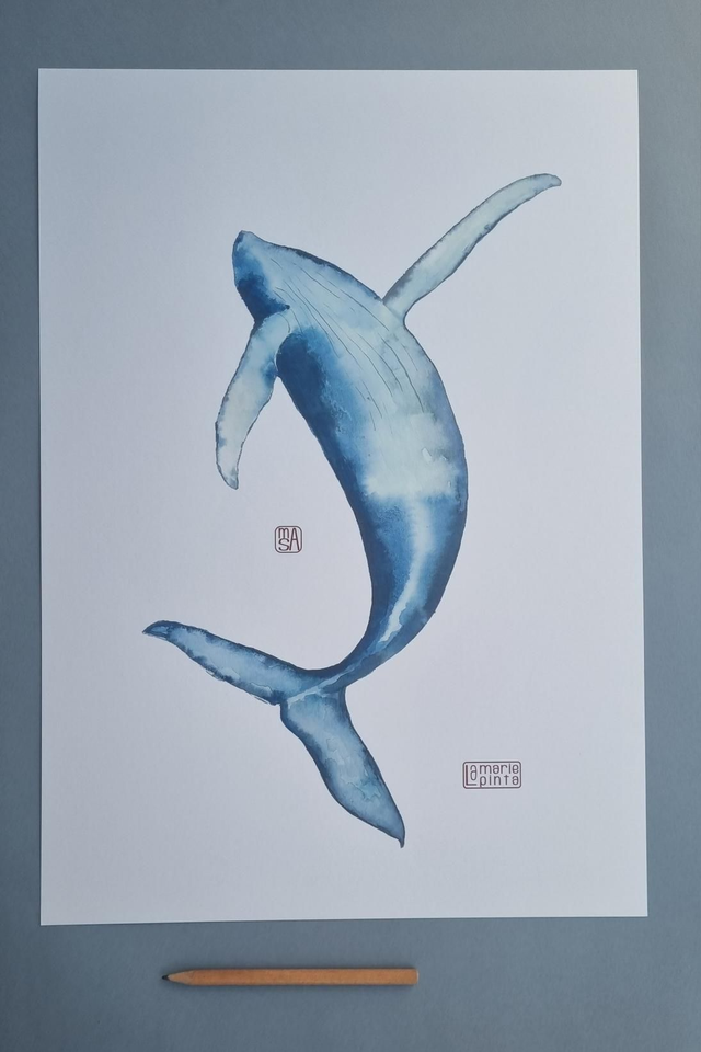 Baleine danse à partir de 4€