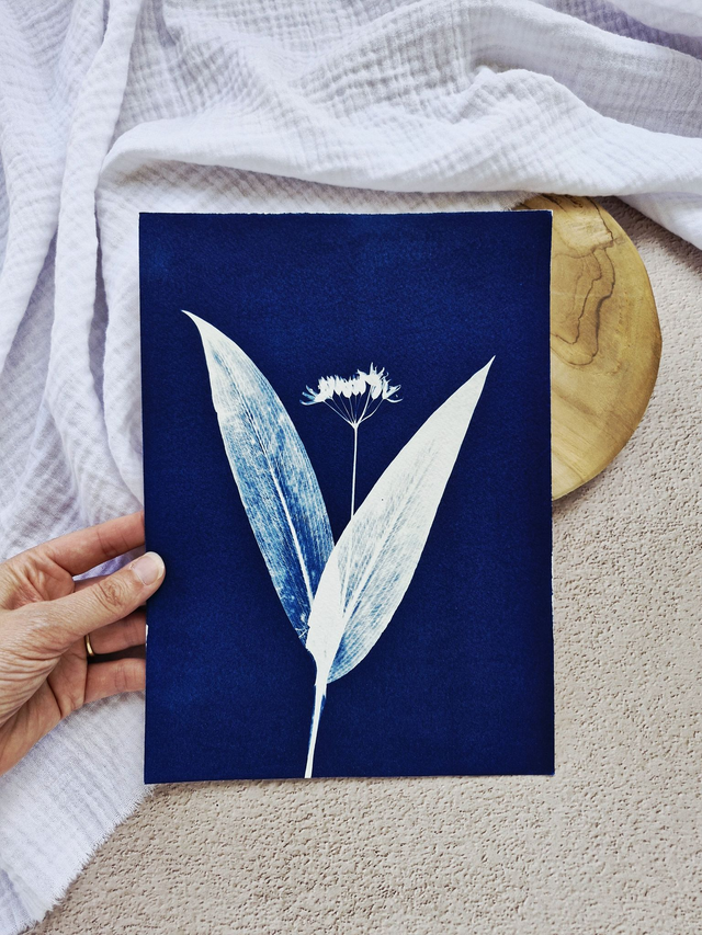 Cyanotype - Ail des ours #3