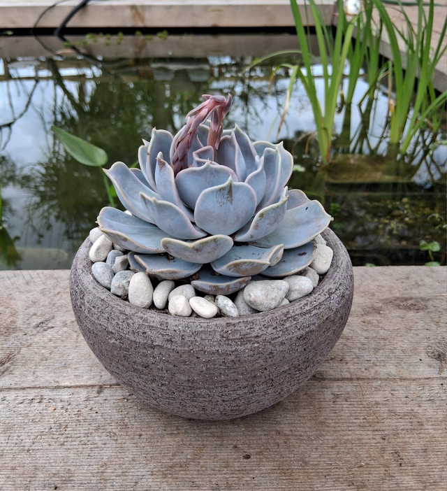 D26 . Echeveria Lilacina in "Ciotola Rodi"