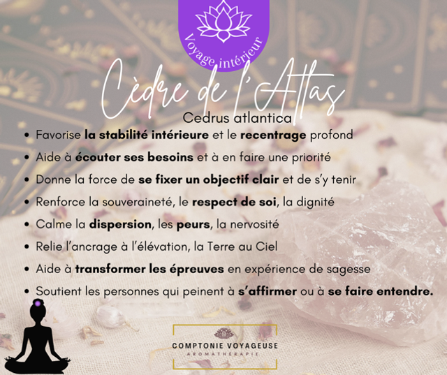 Voyage intérieur - Cèdre de l’Atlas