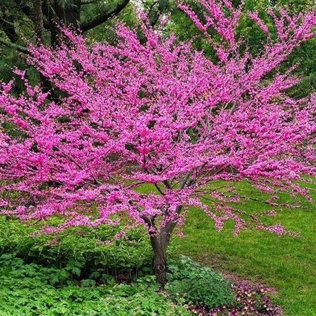 H08 . Cercis chinensis