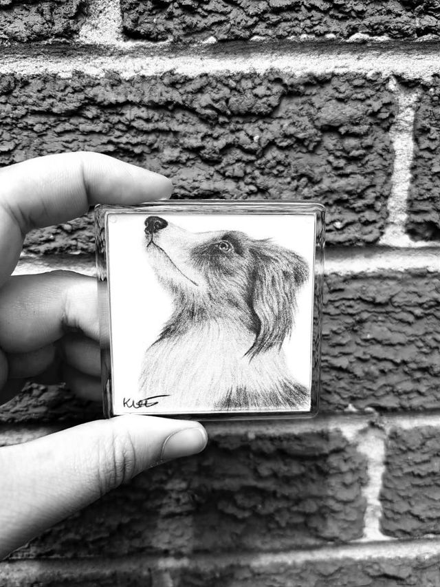 Border Collie Magnet