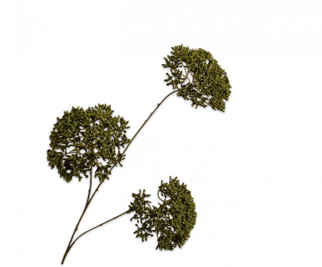 Silk-aka Trachelium Tak Groen 85cm