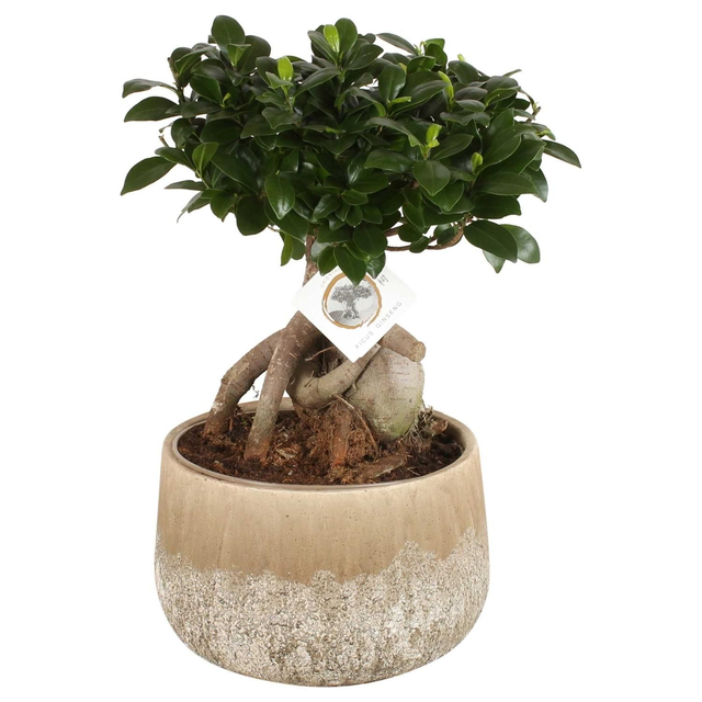 Large Bonsai