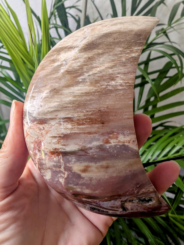 PETRIFIED WOOD MOON -     weight 401g/ size 12 x 6cm