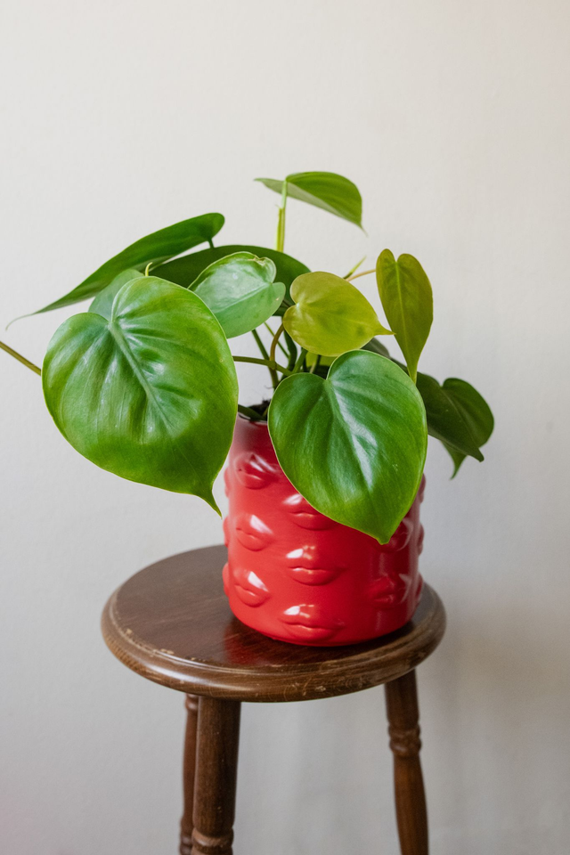 Babe planter 🧩 Mix & Match