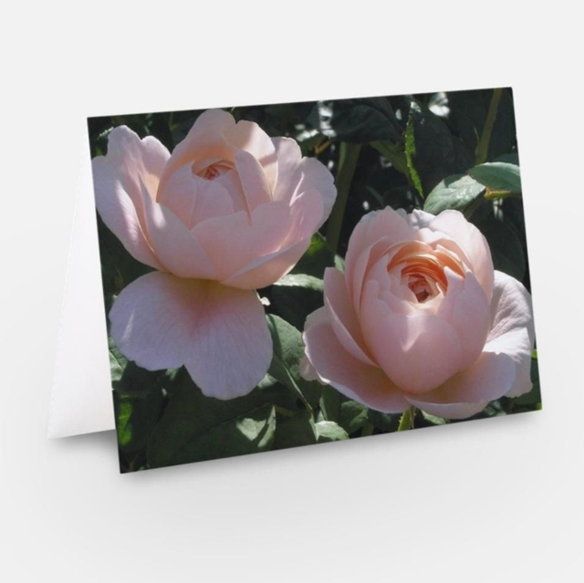 Pink roses flowers greeting card 