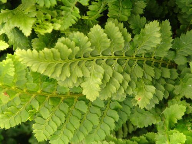 Polystichum setiferum 'Congestum' AGM P9 (0.5l)