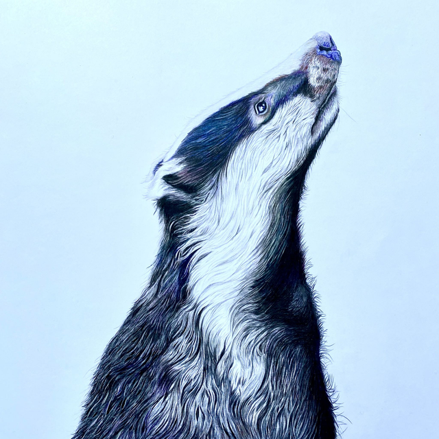 Badger Original Drawing