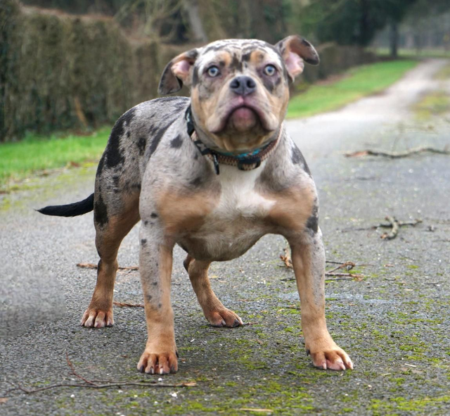 femelle American bully 