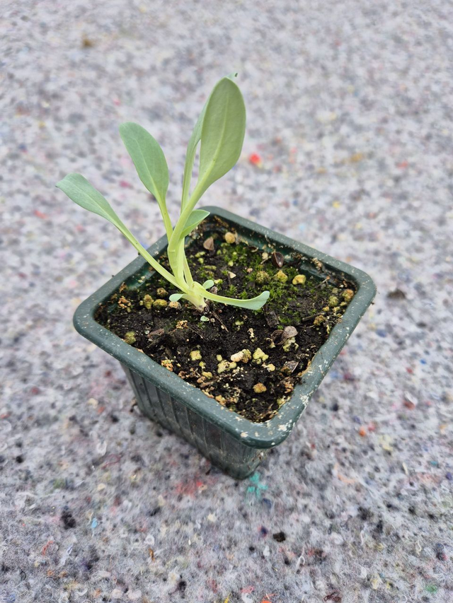 Plante huître (Mertensia maritima)