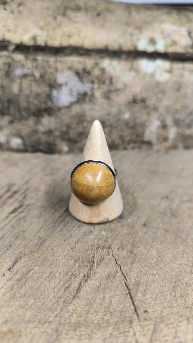 Citronnier - 16mm - 240288