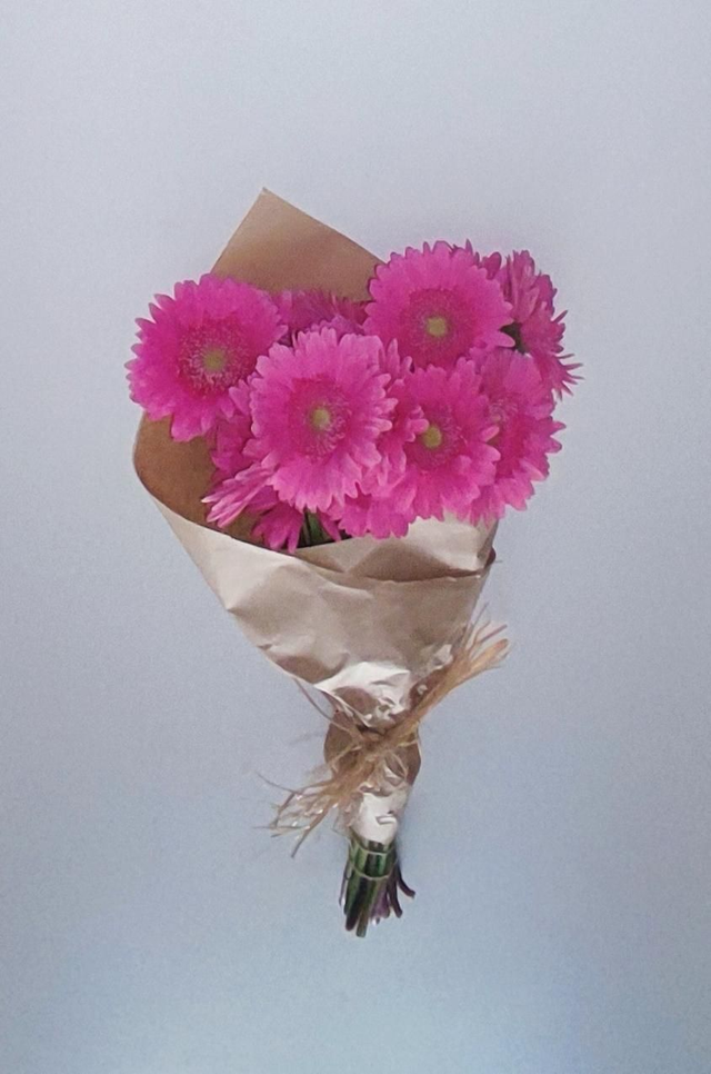 Gerbera Cor-de-Rosa