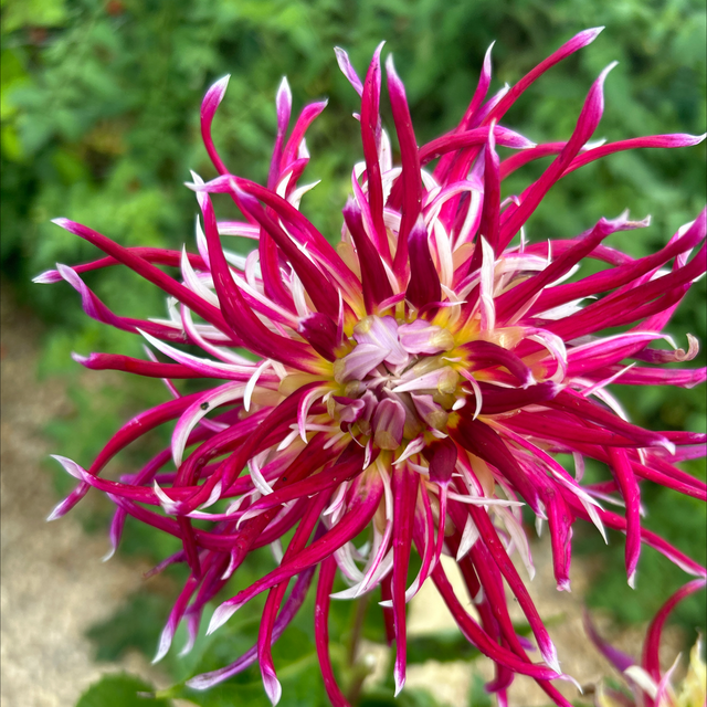 Hollyhill Spiderwoman 275