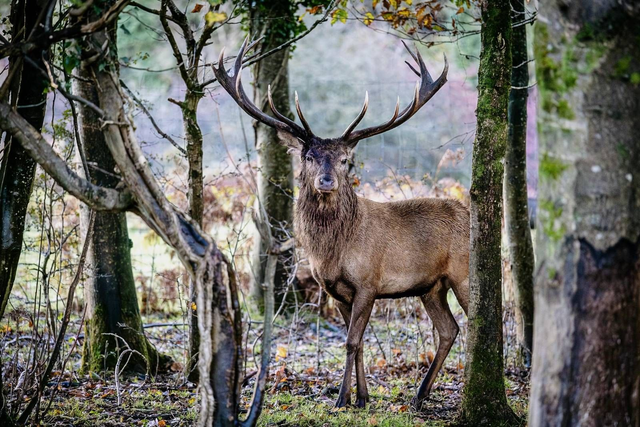  Signed Limited Edition Print - The Rut 2025