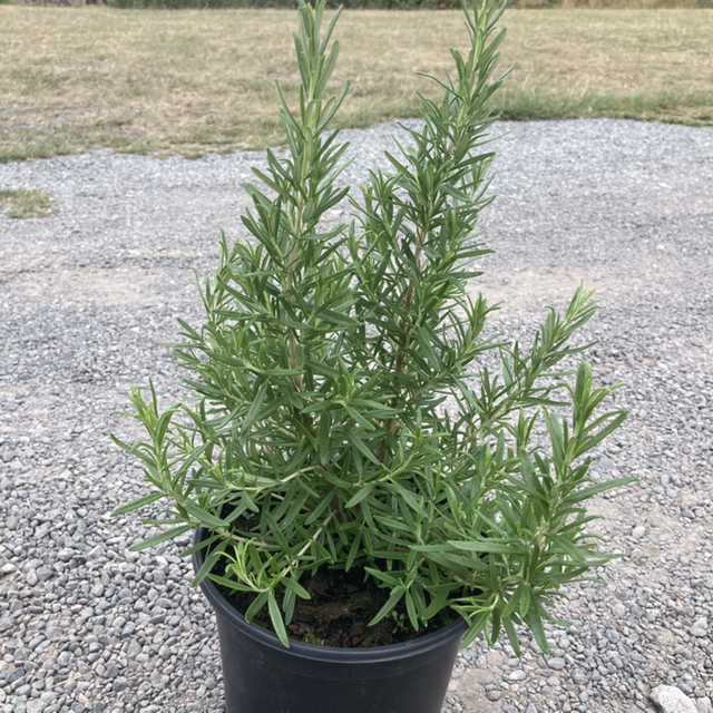 Rosemary 