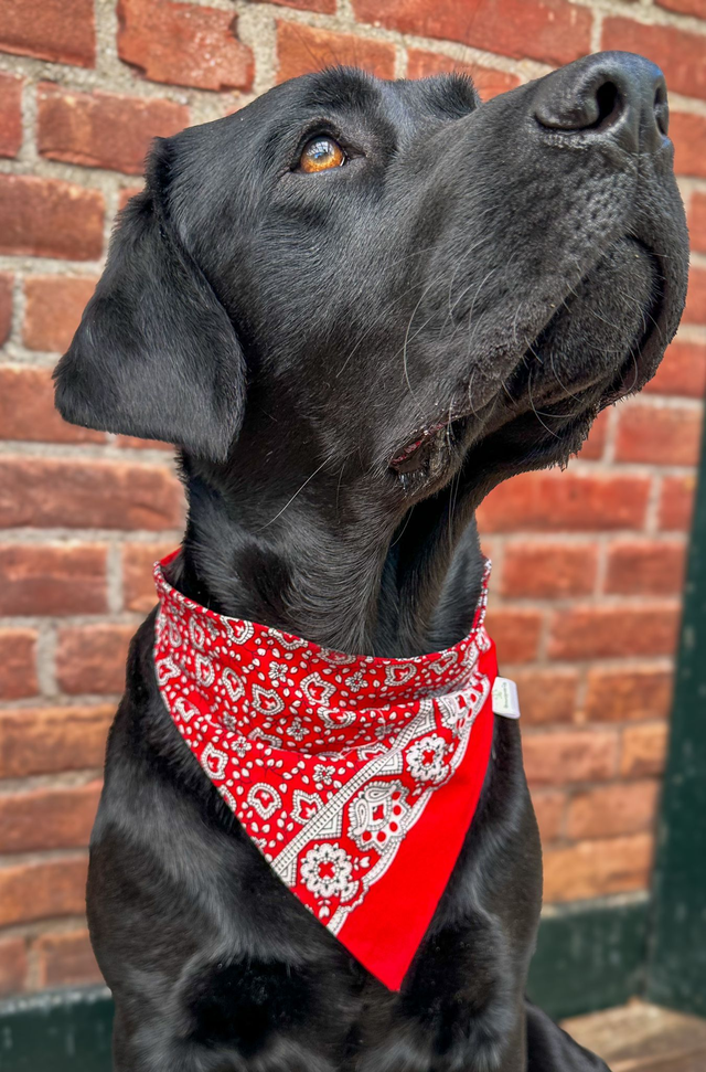 Boerenzakdoek Bandana 