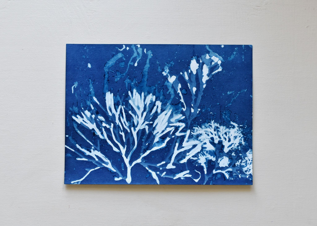 Algae - Subaquanea 2.1 