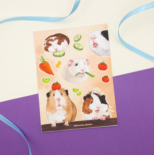 Świnki morskie | ZWIERZĘTA 