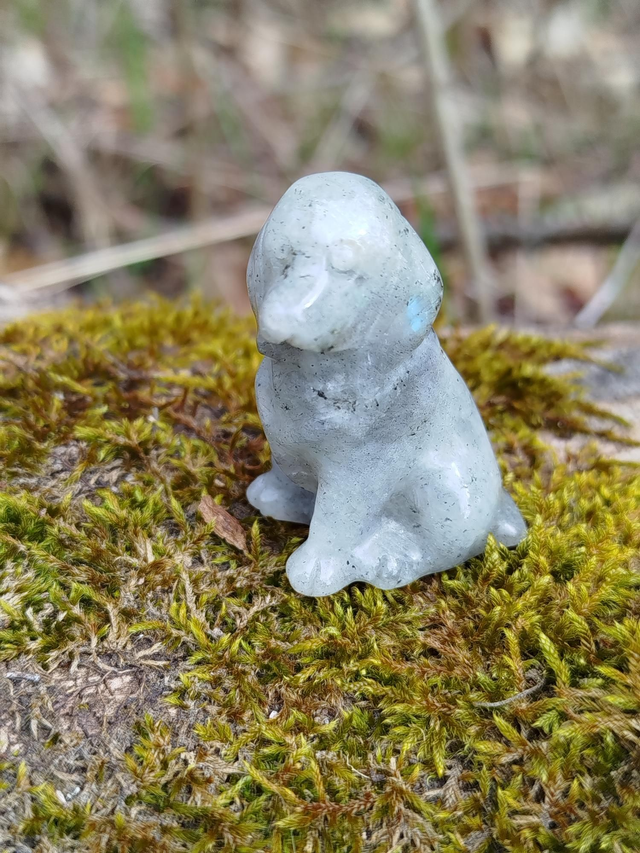 Chien Labradorite 