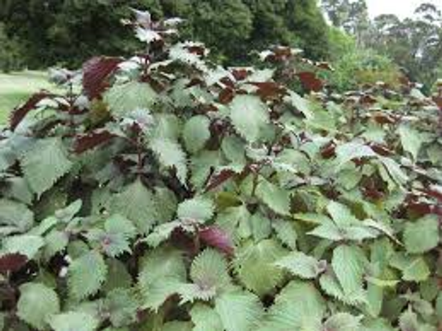 Shiso (Perilla Frutescens) ou Tia-TO AB