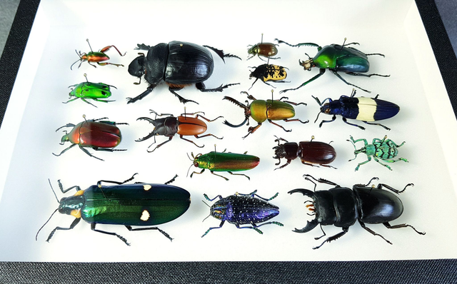 Collection de coléoptères du monde