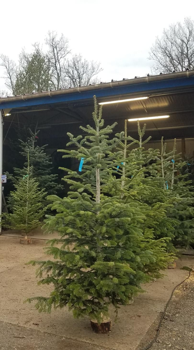 NORDMANN COUPÉ 200/250