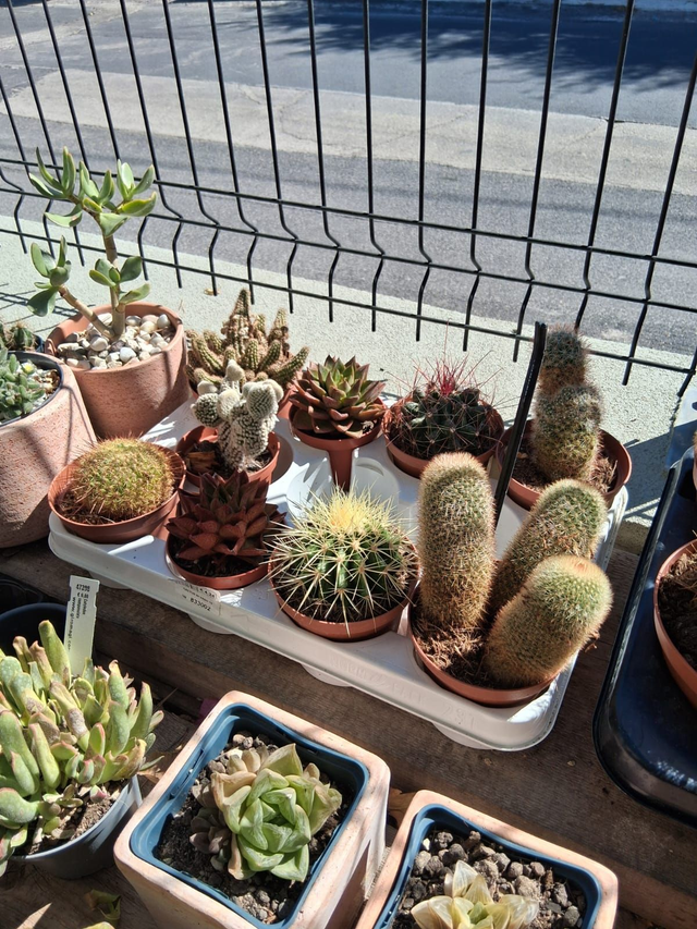 D109 Cactus misti vaso 10