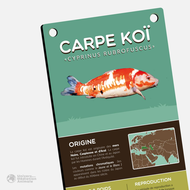 Panneau pédagogique - "La Carpe Koï"